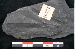 Foto (Detailansicht) von Noeggerathia palmaeformis Goeppert (NHMW-GEO-2024-0188-10731)